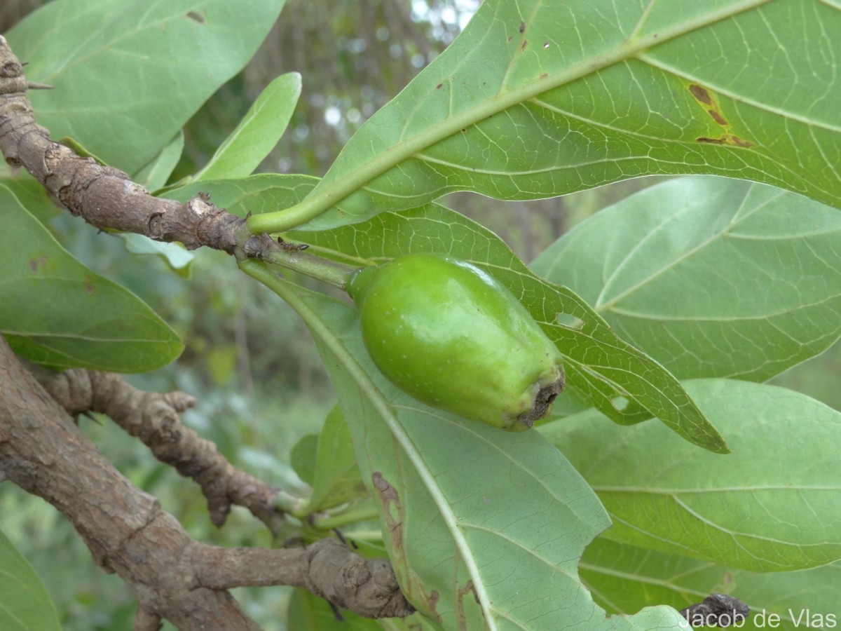 Tamilnadia uliginosa (Retz.) Tirveng. & Sastre